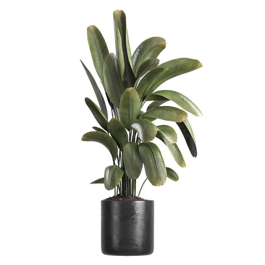indoor plant 059 - Image 1