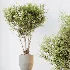 AV Indoor Plants Set 482 Peace Lily Banana Olive Yucca Orange - Thumbnail 7