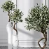 AV Indoor Plants Set 476 Yucca Elephantipes and Olive Tree and Zamioculcas Zamiifolia and Peace Lily - Thumbnail 1