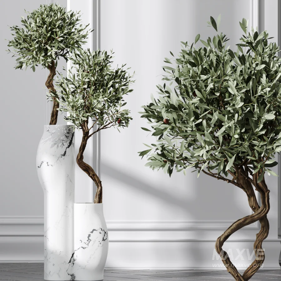 AV Indoor Plants Set 476 Yucca Elephantipes and Olive Tree and Zamioculcas Zamiifolia and Peace Lily - Image 1