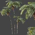 AV Plant Sphaeropteris Lepifera Palm Tree 01 - Thumbnail 2