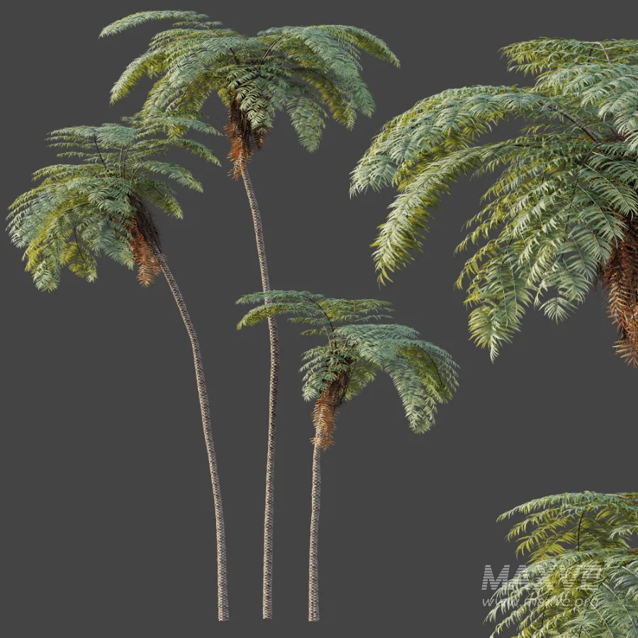 AV Plant Sphaeropteris Lepifera Palm Tree 01 - Image 2