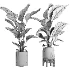 indoor plant 067 - Thumbnail 4