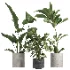 indoor plant 055 - Thumbnail 1