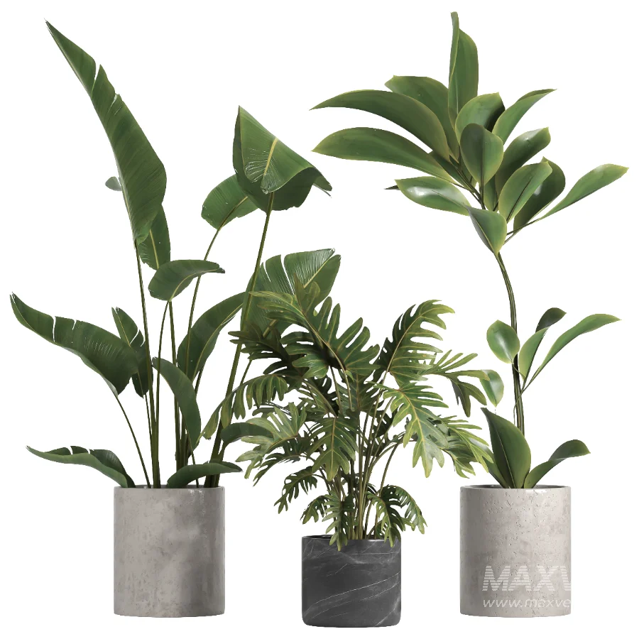 indoor plant 055 - Image 1