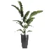 indoor plant 071 - Thumbnail 1