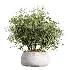 AV Indoor Plants Set 485 Ficus Elastica and Olive Eucalyptus and Yucca Elephantipes and Schefflera Arboricola and Bird Of ParadiseBird - Thumbnail 1