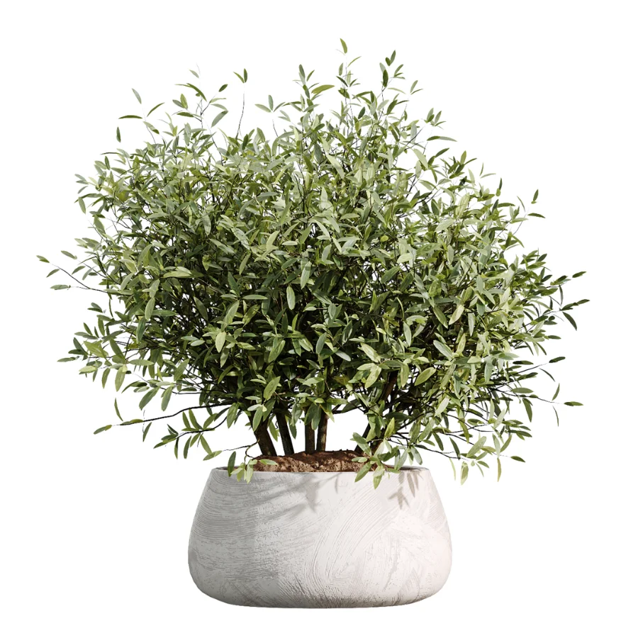AV Indoor Plants Set 485 Ficus Elastica and Olive Eucalyptus and Yucca Elephantipes and Schefflera Arboricola and Bird Of ParadiseBird - Image 1