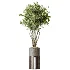 AV Indoor Plants Set 488 Olive Eucalyptus and Lady Palm and Giant Monstera and Orange Calamondin Tree - Thumbnail 1