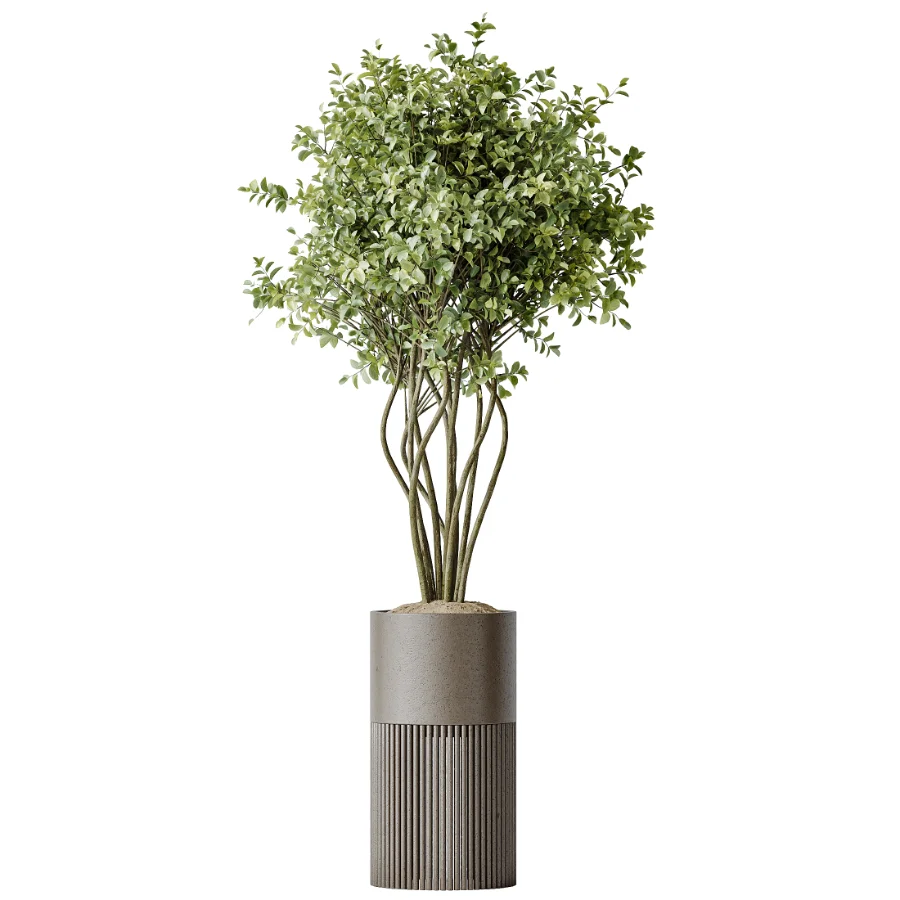 AV Indoor Plants Set 488 Olive Eucalyptus and Lady Palm and Giant Monstera and Orange Calamondin Tree - Image 1