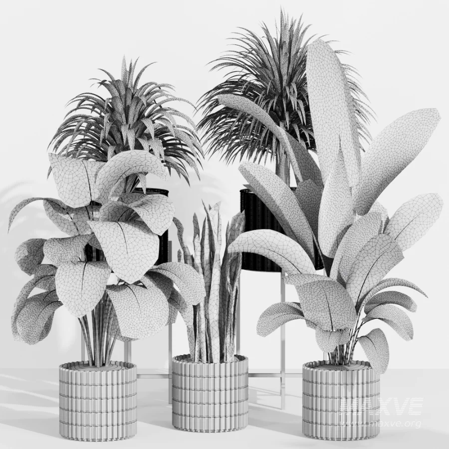 Indoor Plant Collection 006 - Image 3