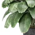 Strelitzia nicolai plant - Thumbnail 7