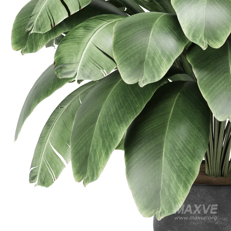 Strelitzia nicolai plant - Image 7