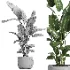 indoor plant 057 - Thumbnail 4