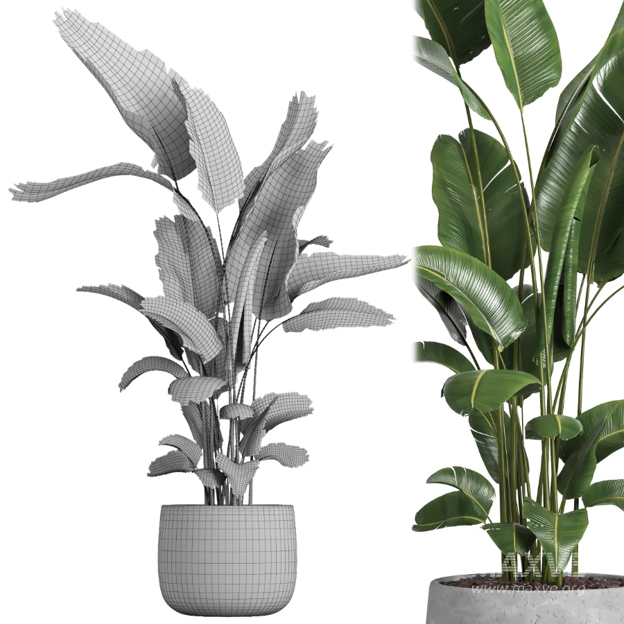 indoor plant 057 - Image 4