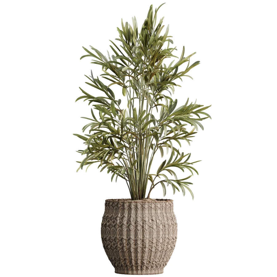 AV Indoor Plants Set 474 Areca Palm and Chemlali Olive and Ravenala Banana and Dracaena Lime Cane and Ficus Cyathistipula - Image 2