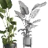 indoor plant 065 - Thumbnail 5