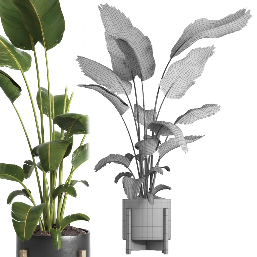indoor plant 065 - Image 5