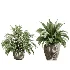 AV Indoor Plants Set 475 Spathiphyllum Wallisi and Chemlali Olive and Dracaena Cane Dragon and Ficus Cyathistipula and Areca Palm - Thumbnail 2