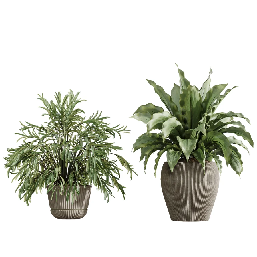 AV Indoor Plants Set 475 Spathiphyllum Wallisi and Chemlali Olive and Dracaena Cane Dragon and Ficus Cyathistipula and Areca Palm - Image 2