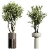AV Indoor Plants Set 488 Olive Eucalyptus and Lady Palm and Giant Monstera and Orange Calamondin Tree - Thumbnail 7
