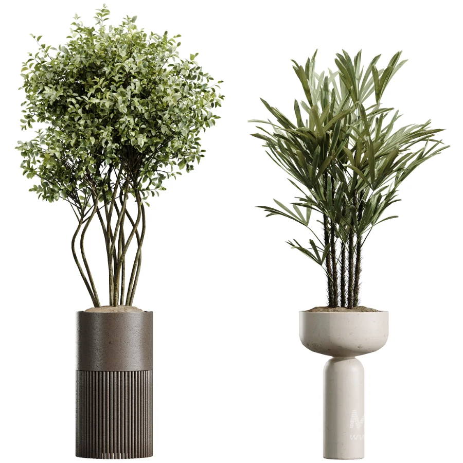 AV Indoor Plants Set 488 Olive Eucalyptus and Lady Palm and Giant Monstera and Orange Calamondin Tree - Image 7