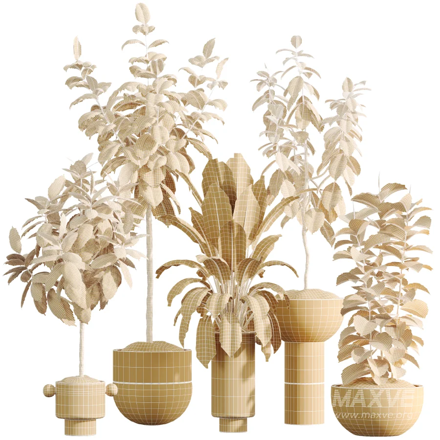 AV Indoor Plants Set 486 Rubber Ficus Elastica Abidjan Melany - Image 10