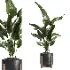 indoor plant 053 - Thumbnail 4