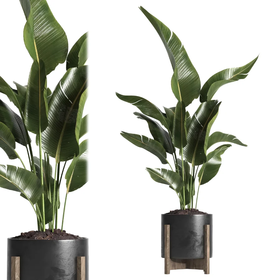 indoor plant 053 - Image 4