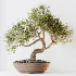 AV Indoor Plants Set 523 Areca Palm Olive Euphorbia Cyara - Thumbnail 6