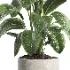 indoor plant 063 - Thumbnail 3