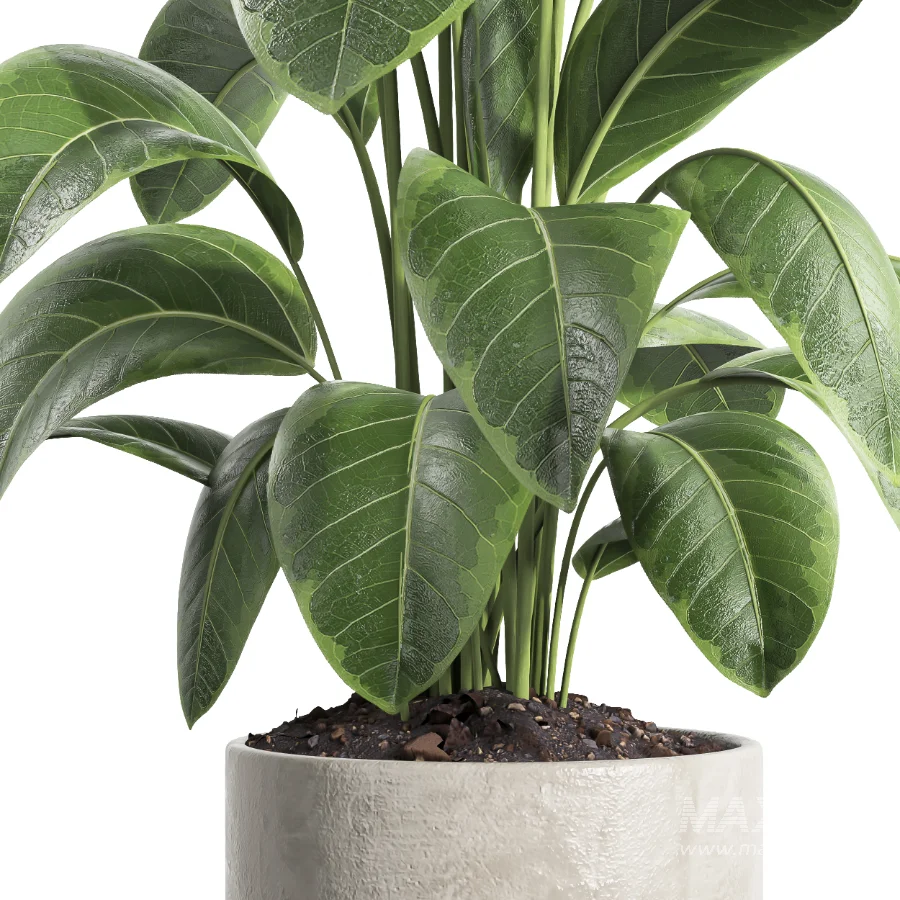indoor plant 063 - Image 3