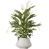 AV Indoor Plants Set 476 Yucca Elephantipes and Olive Tree and Zamioculcas Zamiifolia and Peace Lily - Thumbnail 4