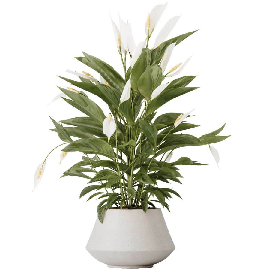 AV Indoor Plants Set 476 Yucca Elephantipes and Olive Tree and Zamioculcas Zamiifolia and Peace Lily - Image 4