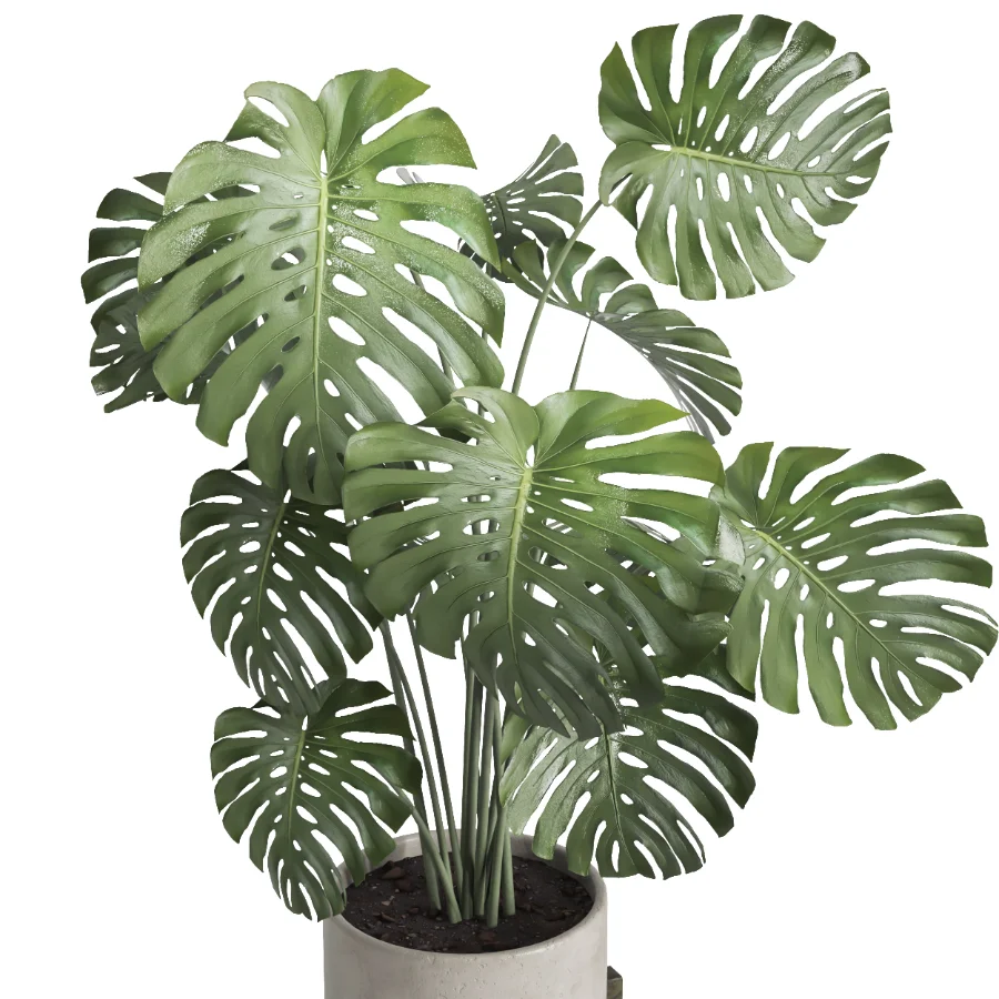 Monstera indoor plant 070 - Image 1