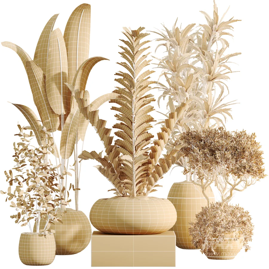 AV Indoor Plants Set 483 Zamiifolia Olive ParadiseBird Orange Tree - Image 9