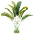 AV Plant Strelitzia Nicolai Palm Bush 01 - Thumbnail 2
