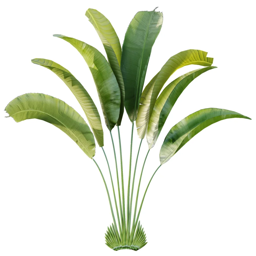 AV Plant Strelitzia Nicolai Palm Bush 01 - Image 2