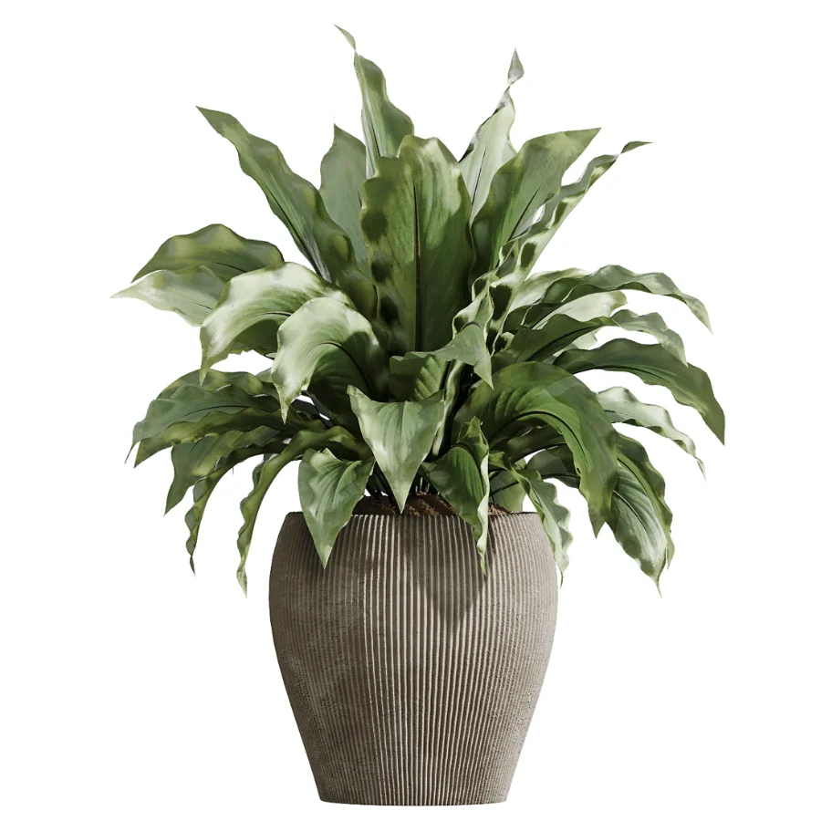 AV Indoor Plants Set 475 Spathiphyllum Wallisi and Chemlali Olive and Dracaena Cane Dragon and Ficus Cyathistipula and Areca Palm - Image 4