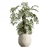 AV Indoor Plants Set 477 Elegant Monstera and Peace Lily and Chemlali Olive and Euphorbia Drupifera and Cat Reed Palm - Thumbnail 3