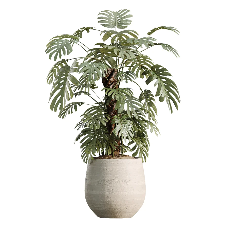 AV Indoor Plants Set 477 Elegant Monstera and Peace Lily and Chemlali Olive and Euphorbia Drupifera and Cat Reed Palm - Image 3