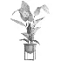 indoor plant 078 - Thumbnail 5