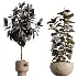 AV Indoor Plants Set 486 Rubber Ficus Elastica Abidjan Melany - Thumbnail 6