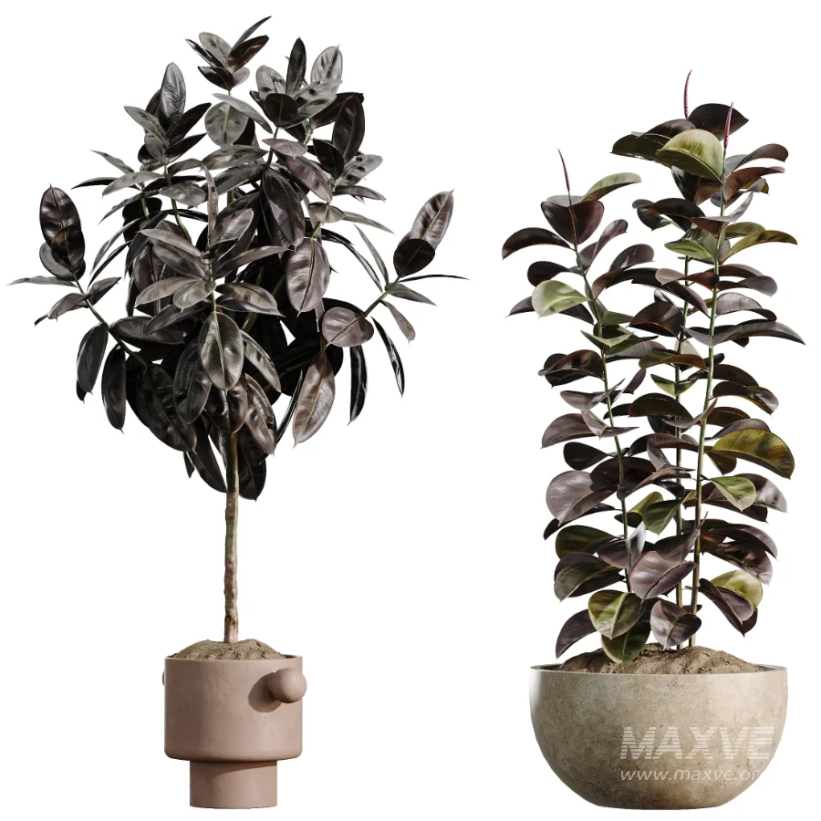 AV Indoor Plants Set 486 Rubber Ficus Elastica Abidjan Melany - Image 6