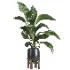 indoor plant 054 - Thumbnail 2