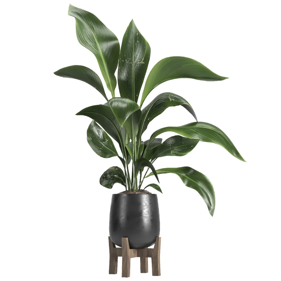 indoor plant 054 - Image 2