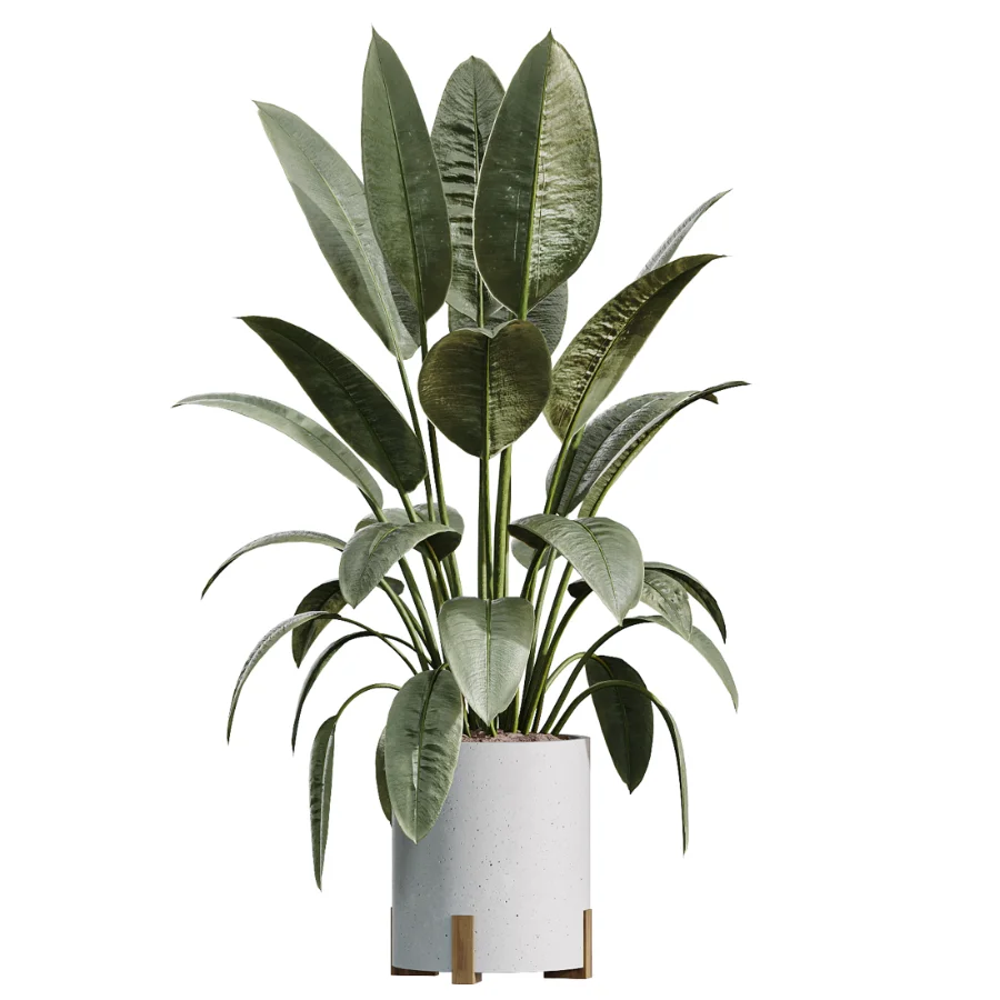 AV Indoor Plants Set 524 Pachira Ficus Dracaena Cactus - Image 4