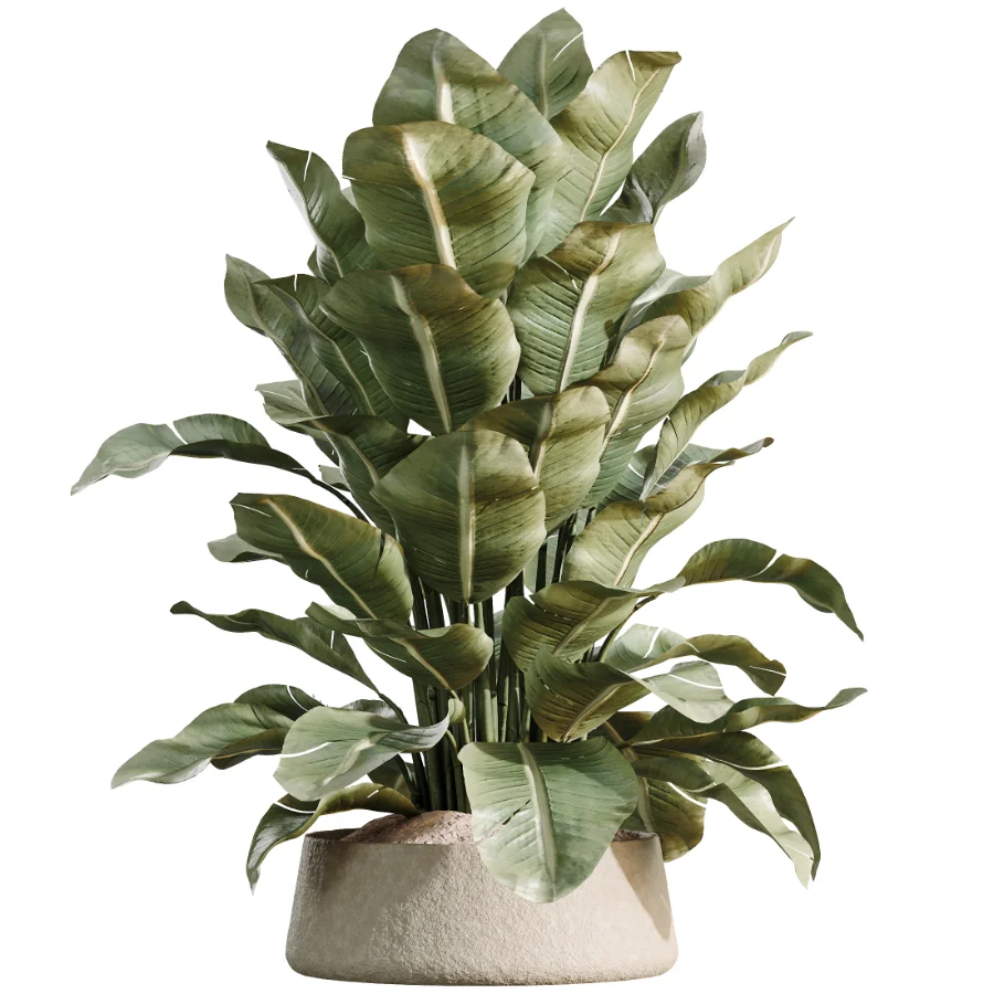 AV Indoor Plants Set 480 Olive Palm ParadiseBird Yucca - Image 5