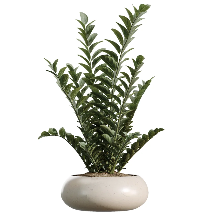 AV Indoor Plants Set 483 Zamiifolia Olive ParadiseBird Orange Tree - Image 4