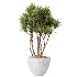 AV Indoor Plants Set 485 Ficus Elastica and Olive Eucalyptus and Yucca Elephantipes and Schefflera Arboricola and Bird Of ParadiseBird - Thumbnail 3